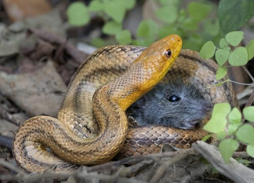 Rat Snake with Rat 24.5 HM DP Marilyn Jarrett Nature Master