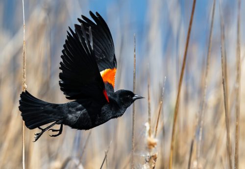 Red-Winged Blackbird Taking Off 21 David Evans Nature Master