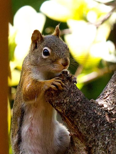 American Red Squirrel 19.5 Cliff Dominy Nature Bronze
