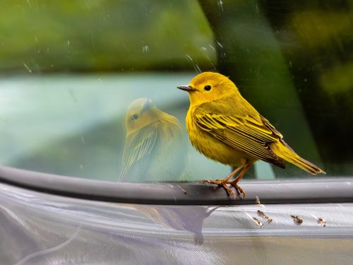 Reflection 21.5 Jim Thomson Pictorial Master