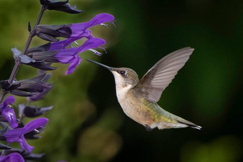 Ruby Throated Hummingbird 24.5 HM SPP Lan Gao Pictorial Silver