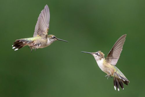 Ruby-Throated Hummingbirds 25.5 TC SPP Leigh Wright Nature Silver