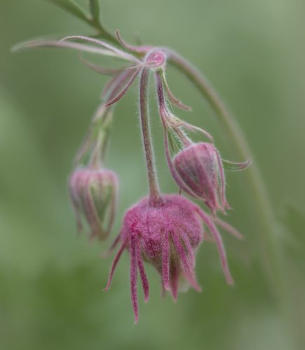Simple Geum triflorum Prairie Smoke 22.5 SPP Tracey Kenning Nature Silver