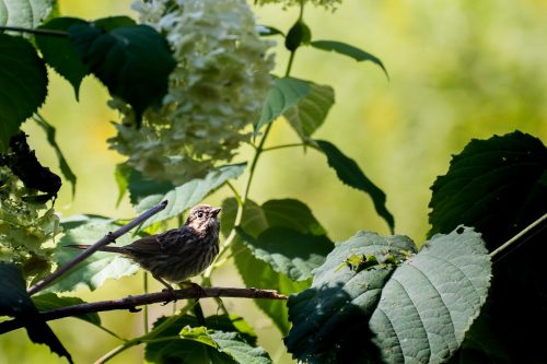 Song Sparrow Getting Good Light 19 Ken Newbury Nature Bronze