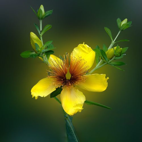Glowing in garden Top P 26 TC SPP Mike Moffat Pictorial Silver