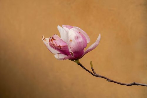 Tulip magnolia blossom 23 Jim Maguire Pictorial Master