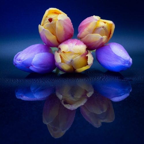 Tulips Echoes of Spring  25.5 TC SPP Tracey Kenning Pictorial Silver