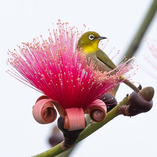 Warbling White-Eye on Shaving Brush Tree 22.5 SPP Leigh Wright Pictorial Silver