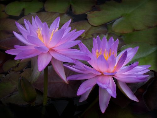 Waterlilies 25 DP Elzbieta Piskorz Pictorial Master
