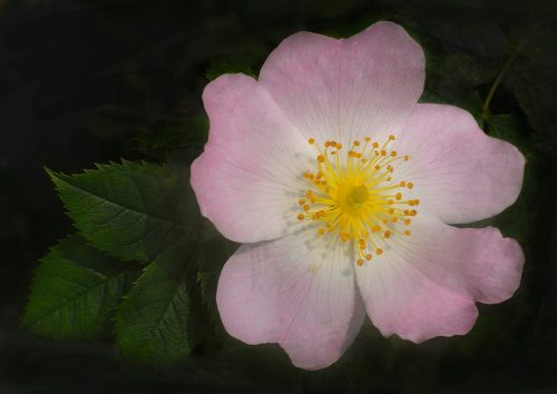 Wild Rose 23.5 Elzbieta Piskorz Nature Master