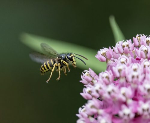 Yellow Jacket 22 Marilyn Jarrett Nature Master