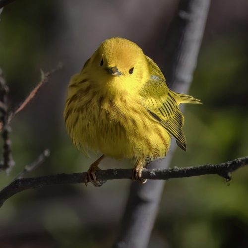 Yellow Warbler Seeing Being Seen 21.5 Derrick Butler Nature Silver