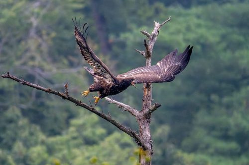 Young Bald Eagle Flight 24 GPP Barbara Bialon Nature Gold