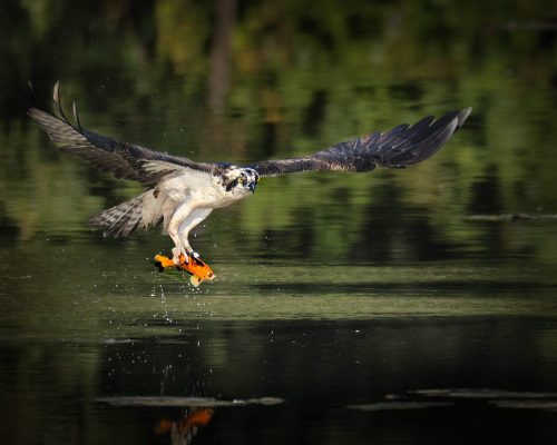 Osprey and Koi 23 GPP Jon Dun Nature Gold