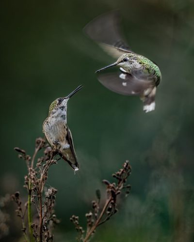 Ruby throated Hummingbirds Dispute Territory 25.5 TC GPP Jon Dun Nature Gold