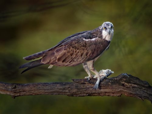 Osprey with Catch Top N 27.5 TC GPP Jon Dun Nature Gold