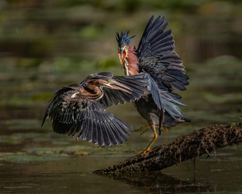 Green Herons Dispute Territory 26 TC GPP Jon Dun Nature Gold