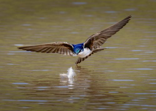 Tree Swallow Collects A Feather 23.5 GPP Jon Dun Nature Gold