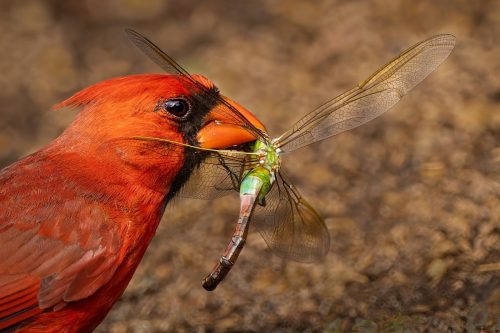 Northern Cardinal Feeds on Green Darner 25 HM GPP Jon Dun Nature Gold