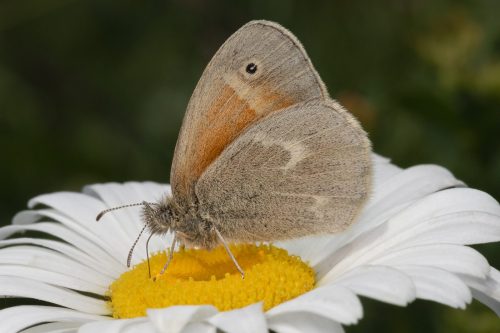 A Common Ringlet Butterfly on Ox Eye Daisy 23.5 Geoffrey Skirrow Nature Master