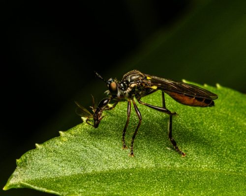 Striped Legged Robber Fly with its prey 23 Geoffrey Skirrow Nature Master