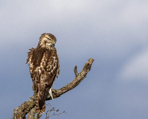 A Rough Legged Hawk peering over his shoulder 22 Geoffrey Skirrow Nature Master