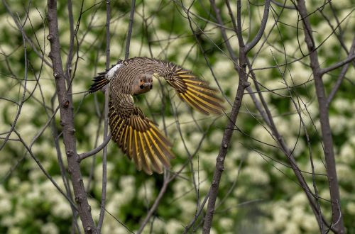 Northern flicker in flight 23.5 Greg Alderson Nature Master