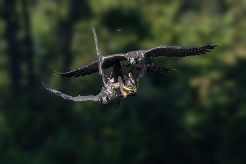 Sibling Peregrine falcon fledglings 26 HM DP Greg Alderson Nature Master