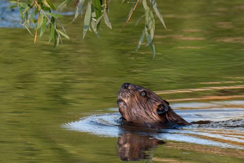Beaver looking up at branches 22.5 SPP Leonard Forte Nature Silver
