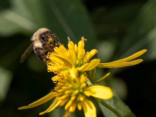 Bumblebee on Wingstem Flower 19.5 Jim Orcheson Pictorial Silver
