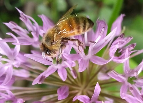 bee closeup 19.5 John Bunyon Pictorial Gold