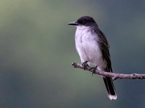 Eastern Kingbird 24 HM SPP Jim Orcheson Nature Silver