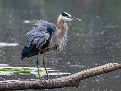 Great Blue Heron 23.5 HM SPP Jim Orcheson Nature Silver