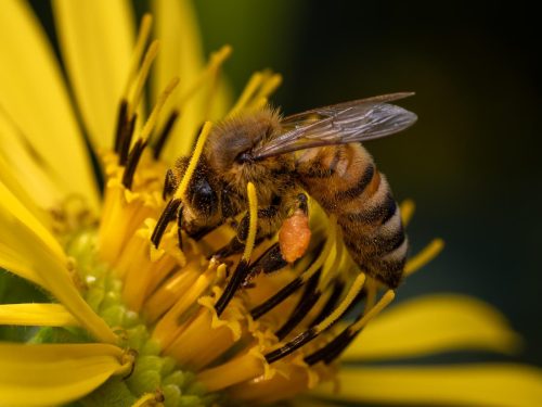 Honey Bee 22 Jim Orcheson Nature Gold