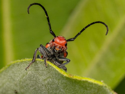 A milkweed longhorn beetle 22 Geoffrey Skirrow Nature Master