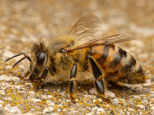 A western honey bee 22 Geoffrey Skirrow Nature Master