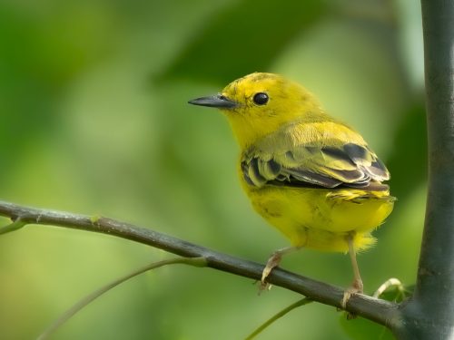 Yellow Warbler perched on a tree branch 23.5 SPP Leonard Forte Nature Silver