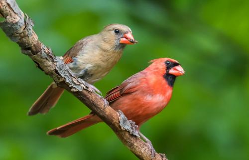 Northern Cardinal Male & Female  by Herb McClelland - Nature
