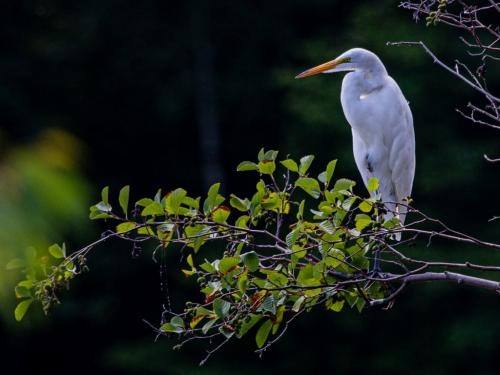 White Egret 20 Ted Buck  Nature Silver