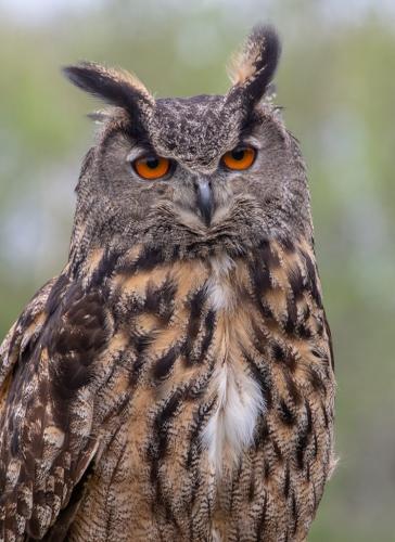 Eurasian Eagle Owl  22  Nature  Gold  Terry  Ross-Poulton