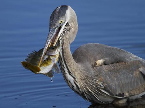 Great Blue Heron with fish  25.5  Nature  Master  David  Seldon