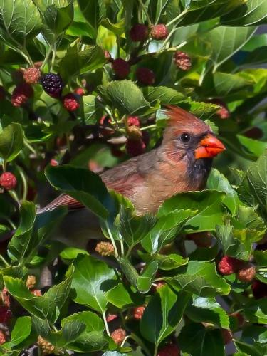FEMALE CARDINAL IN BERRY PATCH  21  Nature  Gold  Jim  Swire