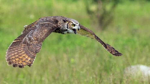HORNED OWL IN FLIGHT  24  Nature  Gold  Jim  Swire