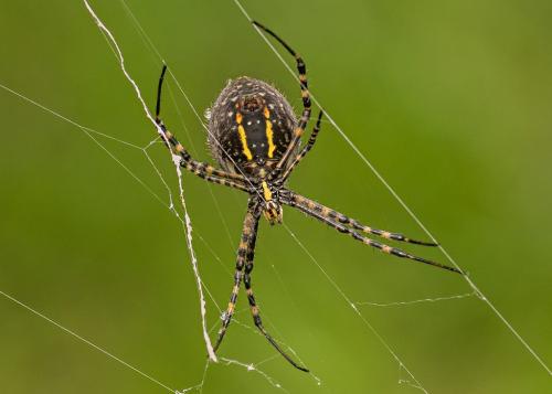 Banded Garden Spider  24.5  Nature  Gold  Art  Ward