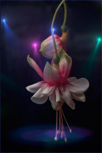 Fuchsia in the Spotlight  25.5  Creative  Gold  Kathy  Ward