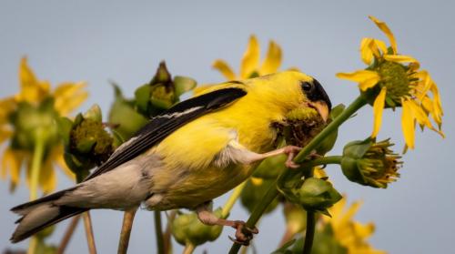 Goldfinch Grasping Thistle  22  Nature  Gold  David  Evans