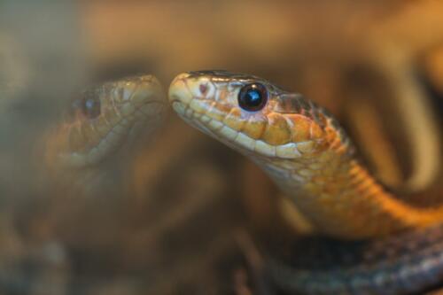 Mirror, mirror  20.5  Pictorial  Bronze  Linda  Pickrell  The maker chose an interesting composition with the inclusion of the reflection.  However, the depth of field was too shallow, and not enough of the snake is in sharp focus.