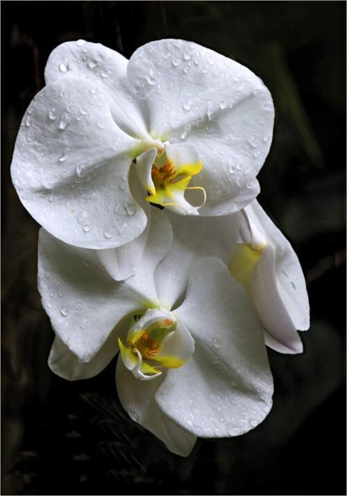 Orchid  22  Pictorial  Silver  Catherine  Chow