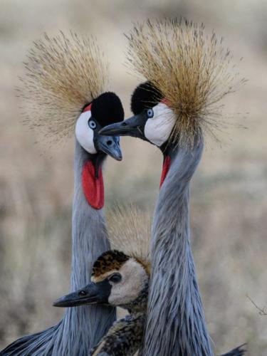 Crested Crane Family  21  Nature  Gold  Peter  Bartens  Great nature story, but unfortunately is not sharp.