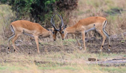 Grant Gazelles Fighting  21  Nature  Gold  Peter  Bartens
